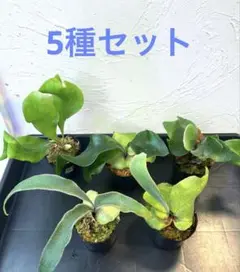CO　ビカクシダ　２種セット ビカクシダ | STORES