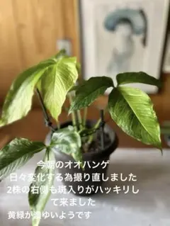 斑入り オオハンゲ2株のサムネイル