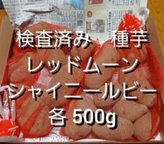 2026年最新】種芋 レッドムーンの人気アイテム - メルカリ