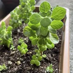 【5/10撮影】アロマティカス根っこ付き3本　ゆうパケットポスト発送　G対策