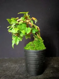 コハウチワカエデ 盆栽 - メルカリ