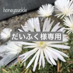 専用】【今だけ！】白花マツバギク 木質化 ☆カット苗 - メルカリ
