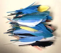 アヒルの羽　約10cm～16cm 大量　カラフル系　わけあり 3