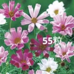 Tiny House*様 リクエスト 2点 まとめ商品