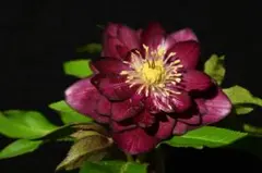 2025年最新】クリスマスローズ 苗の人気アイテム - メルカリ