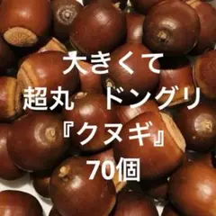 採れたて 70個 大きくて超丸 ドングリ【クヌギ】