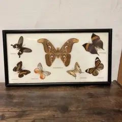 2026年最新】蛾標本の人気アイテム - メルカリ