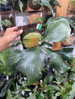 Lacey様 リクエスト 2点 まとめ商品