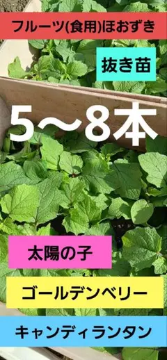 ⑤食用(フルーツ)ほおずき　農薬不使用　抜き苗発送のサムネイル