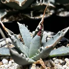 2026年最新】エボリスピナ陽炎の人気アイテム - メルカリ