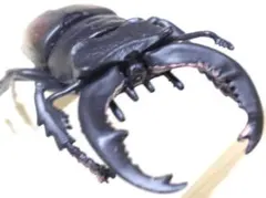 Item thumbnail for item 0ed43e19-480d-4eef-82e8-06b8061d3c9e