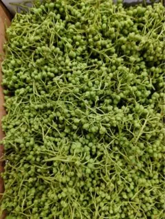 岩手県産　花山椒　100g 岩手産 花山椒 100g - メルカリ