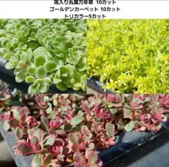 多肉植物 斑入り丸葉万年草 ゴールデンカーペット トリカラー カット苗