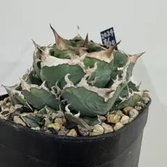 2025年最新】CJ special アガベの人気アイテム - メルカリ