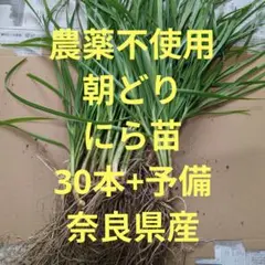 農薬不使用　にら苗　30本+予備　新鮮　野菜　産地直送　奈良県産のサムネイル
