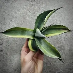 2026年最新】アガベ オアハカ 実生の人気アイテム - メルカリ