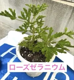 ローズゼラニウム　蚊取りゼラニウム　苗のサムネイル
