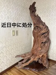 欅の根、手造り加工の置き飾り工芸品です。存在感たっぷりの欅根自然木です。 欅の根、手造り加工の置き飾り工芸品です。存在感たっぷりの欅根自然木