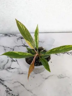 MS420 5株セット Variegated ムサ ノノ ピンク斑入り - メルカリ