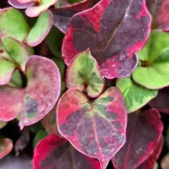 ❤山野草✨️お庭のアクセントに✨️五色ドクダミ✨️抜き苗5本のサムネイル