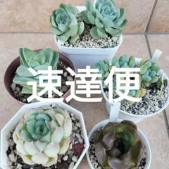 速達便のサムネイル