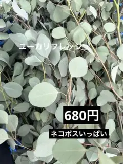 2025年最新】観葉植物 ユーカリの人気アイテム - メルカリ