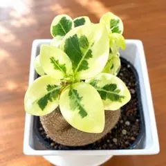 パンダガジュマル 斑入りS級カット苗カット(絶品、元気)最短8/31発送