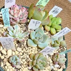 2025年最新】ぼのぼのさん苗の人気アイテム - メルカリ