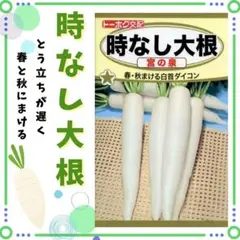 ○F1春まき おでん大根 20粒 使いやすい ミディアムサイズ 味しみが 