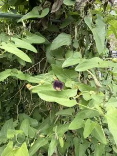 ウマノスズクサ 茎付き葉っぱ 50枚 ジャコウアゲハ 幼虫 餌 - メルカリ