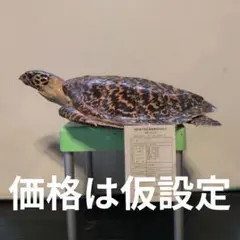 ウミガメ タイマイの剥製 国際希少野生動植物登録票有り - メルカリ