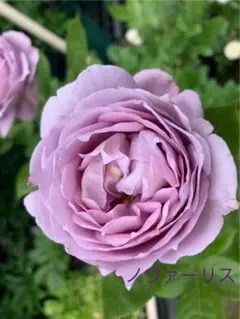 2025年最新】ノヴァーリス苗の人気アイテム - メルカリ