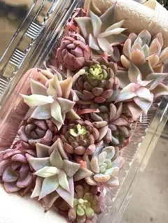 SALE❣️ピンク系チビ苗詰め合わせセット❣️多肉 韓国苗 寄せ植え カット苗のサムネイル
