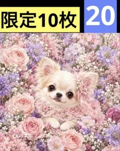限定10枚！　チワワ 犬 レアパネル生地　無くなり次第終了です
