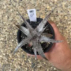 ディッキア Dyckia fosteriana var, Senges f65 - メルカリ
