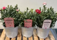 ポットごと発送】桃色×3ポット 八重咲き ポーチュラカ ピンク | Mercari