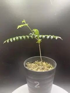 ボスウェリア ソコトラナ 実生② boswellia socotrana - メルカリ