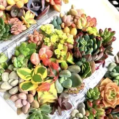 よんよん様 リクエスト 2点 まとめ商品