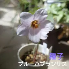ブルーハブランサス、種子、レインリリー、採れたて、20粒、第4種郵便のサムネイル