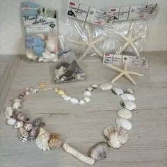 貝殻　セット