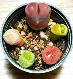 し*ん様 リトープス　苗　レア色々入り♡　抜き苗　脱皮中