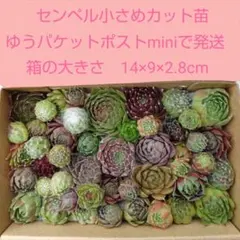 多肉植物　小さめカット苗　センペルビウム　色々　寄せ植えなどに　センペルのサムネイル