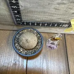 おとうみこ様 リクエスト 2点 まとめ商品