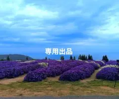 長袖シャツ