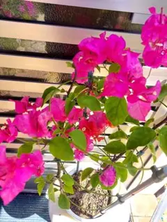 2025年最新】ブーゲンビリアホワイトの人気アイテム - メルカリ