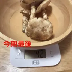 松茸　北海道　550g 送料込　② 楽天市場】 松茸 : 明治屋 北海道の野菜＆食品