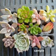 寄せ植えセット カット苗 多肉植物 10/18 9時迄 - メルカリ