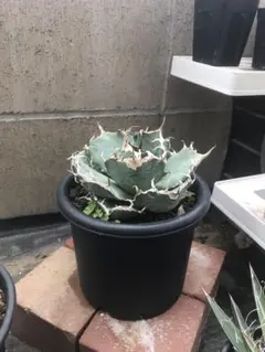 2026年最新】アガベ 白鯨 ボールの人気アイテム - メルカリ