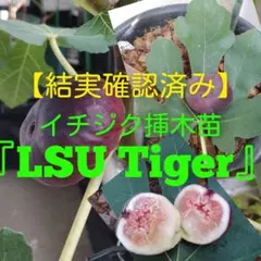 イチジク　LSUタイガー マルティース ビューティ　シャーアンバー　他　挿木　苗 2025年最新】イチジク lsu tigerの人気アイテム - メルカリ