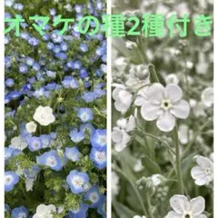 ネモフィラ種、オンファロデス種